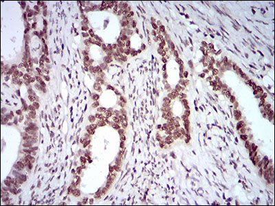 KHDRBS2 Antibody