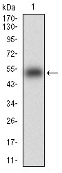 KHDRBS2 Antibody