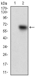 TIE1 Antibody