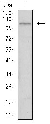 TIE1 Antibody