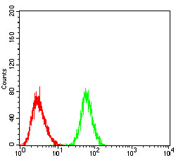 PRDM1 Antibody