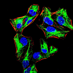 PRDM1 Antibody