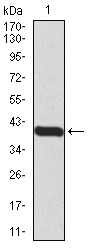 PRDM1 Antibody