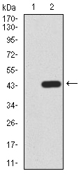 PRDM1 Antibody