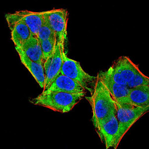 PLCG1 Antibody