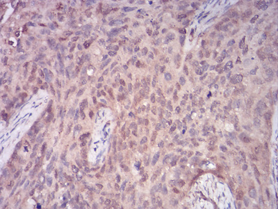 PLCG1 Antibody