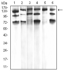 PLCG1 Antibody