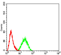 CDH11 Antibody