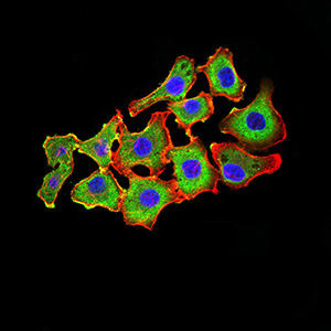 CDH11 Antibody