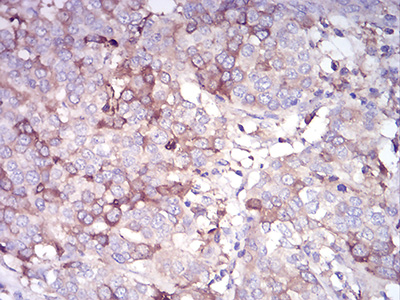 CDH11 Antibody