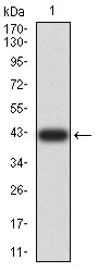 CDH11 Antibody