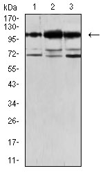 CDH11 Antibody