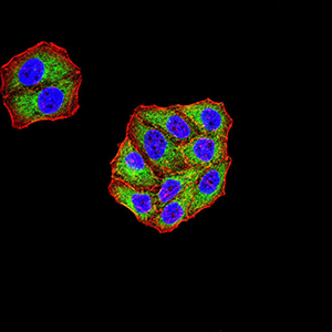 KDM3A Antibody