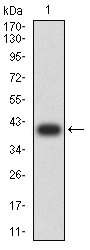 KDM3A Antibody