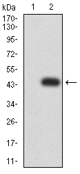 KDM3A Antibody