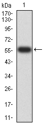 PTPN14 Antibody