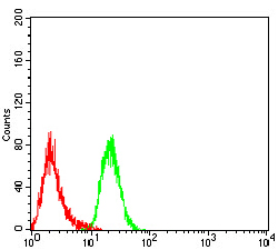 DHX58 Antibody