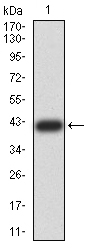 CDCP1 Antibody