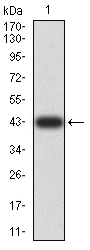 XRN2 Antibody