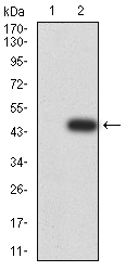 XRN2 Antibody