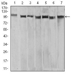 XRN2 Antibody