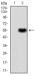 CFHR5 Antibody