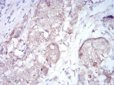 RND3 Antibody