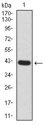 RND3 Antibody