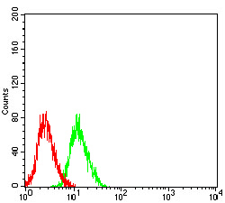 GRIN3B Antibody