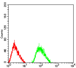 GRIN3B Antibody