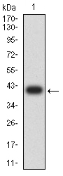 GRIN3B Antibody