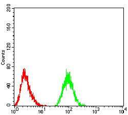 THAP1 Antibody