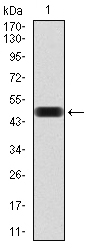 THAP1 Antibody