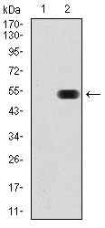 THAP1 Antibody