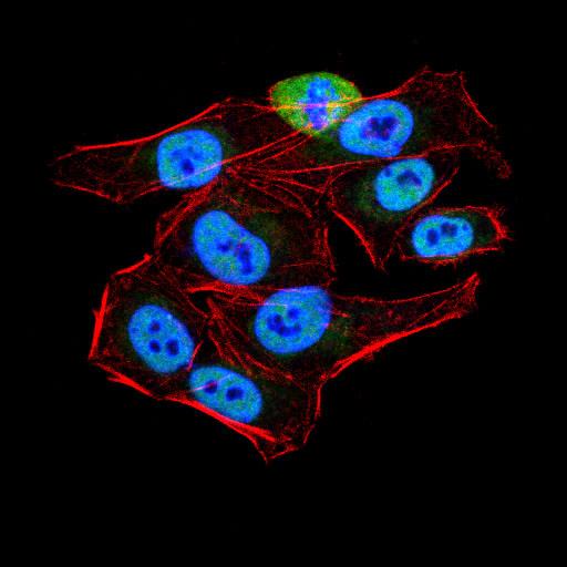 AOF1 Antibody