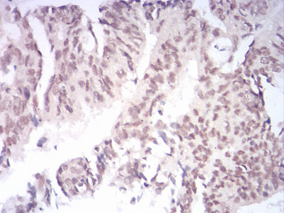 AOF1 Antibody