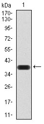 AOF1 Antibody