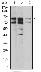 IL1RAPL1 Antibody