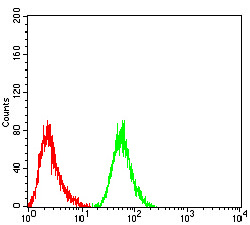 RF1 Antibody