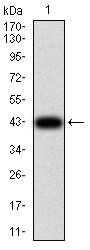 RF1 Antibody