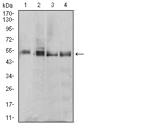 RF1 Antibody