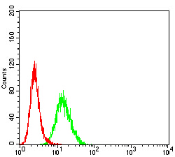 PCDH9 Antibody