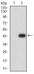 PCDH9 Antibody