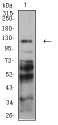 PCDH9 Antibody