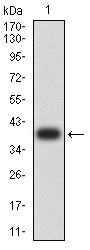 AP2 beta Antibody