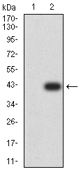 AP2 beta Antibody