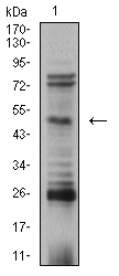 AP2 beta Antibody