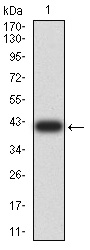 SEC31A Antibody