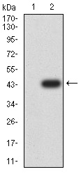 SEC31A Antibody