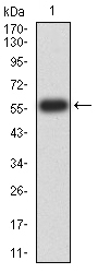 ATG14L Antibody